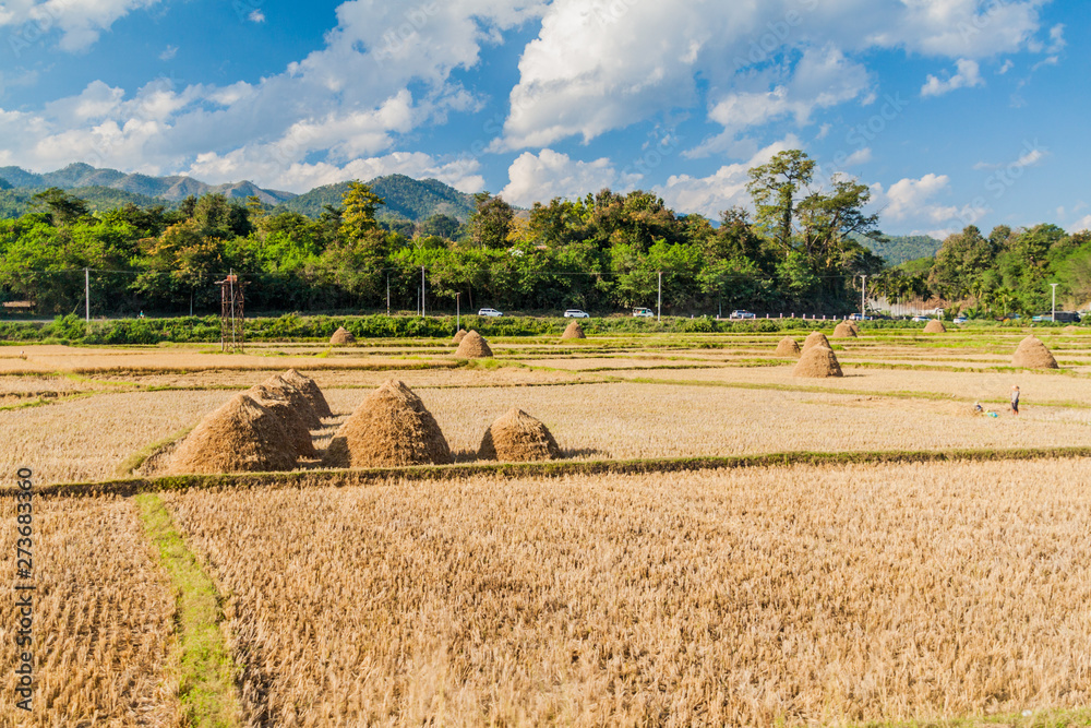 Fototapeta premium Rural landscape with rice straw stacks near Hsipaw, Myanmar