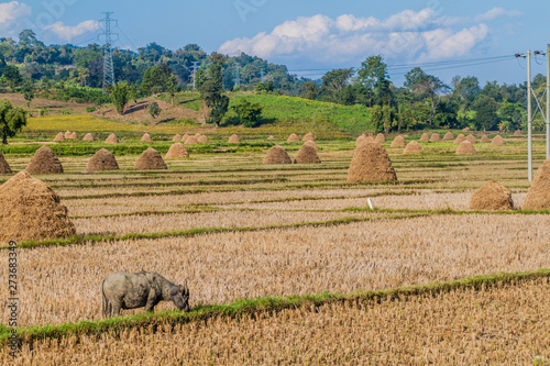 Rural landscape with rice straw stacks near Hsipaw, Myanmar photo