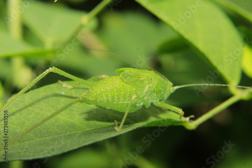 Indian green locust (grasshopper).