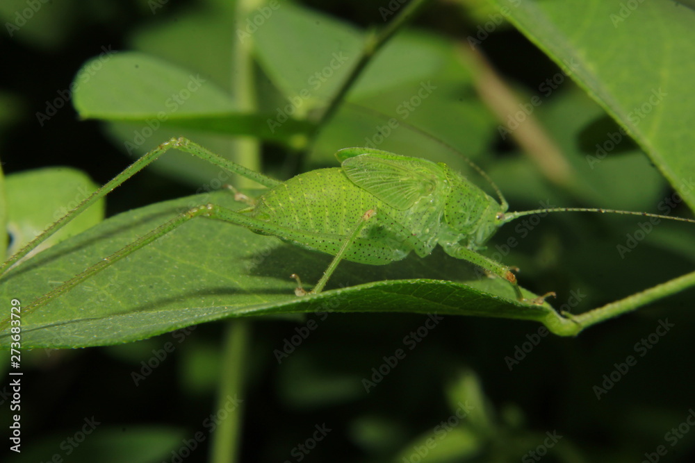 Indian green locust (grasshopper). Indian green locust (grasshopper).