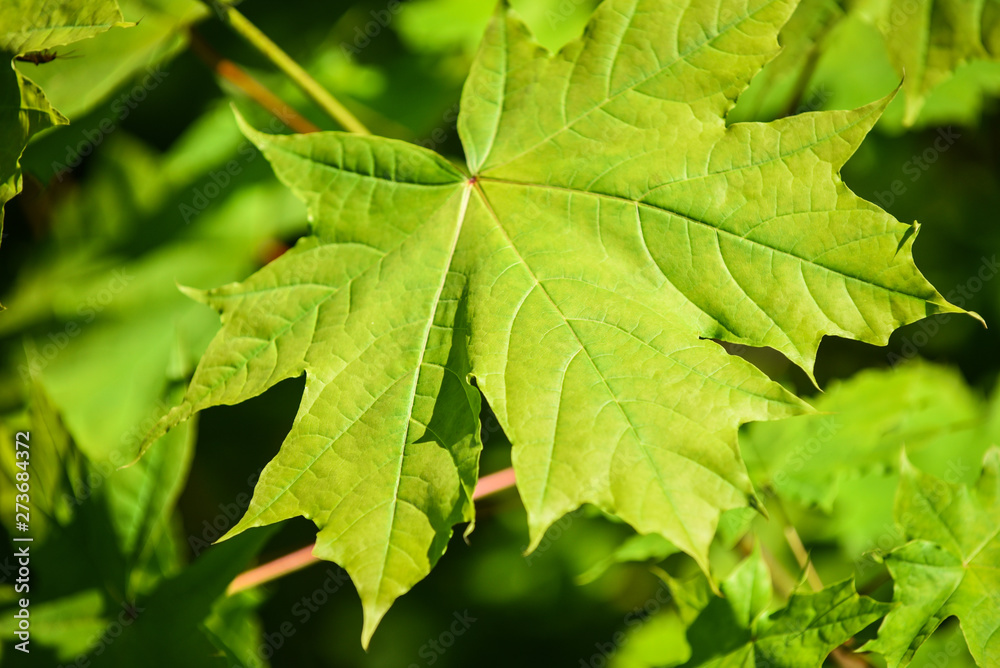 Spring background with fresh maple leaves in sunlight Spring background with fresh maple leaves in sunlight