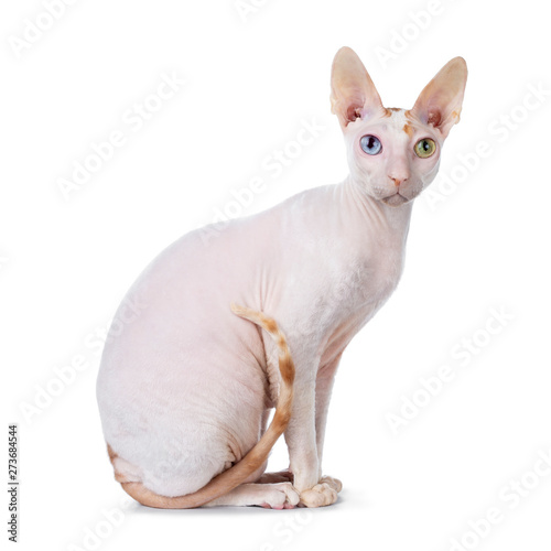 Cute Cornish Rex cat sitting side ways. Looking beside camera with blue / yellow odd eyes. isolated on white background. Tail around body.