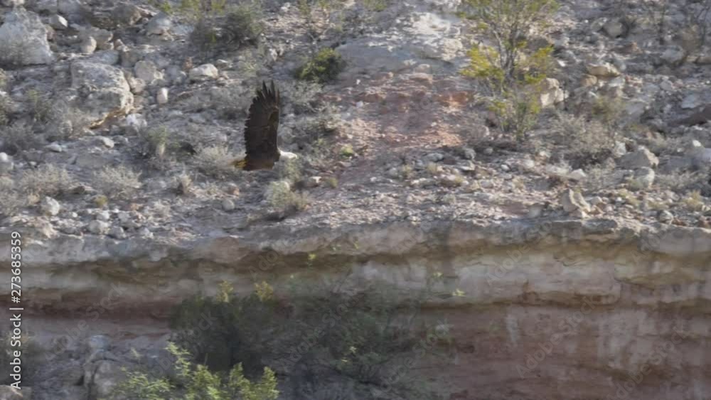 Bald Eagle soaring in front of a cliff in Northern Arizona. Slow motion Bald Eagle soaring in front of a cliff in Northern Arizona. Slow motion