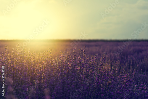 Vintage photo of lavender field in sunlight