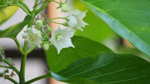 Vallaris glabra flower. Bread Flower or Vallaris Glabra plant. In Malay it is called Kesidang. Growing up in tropical regions. Widely used as herbs in traditional medicine. photo