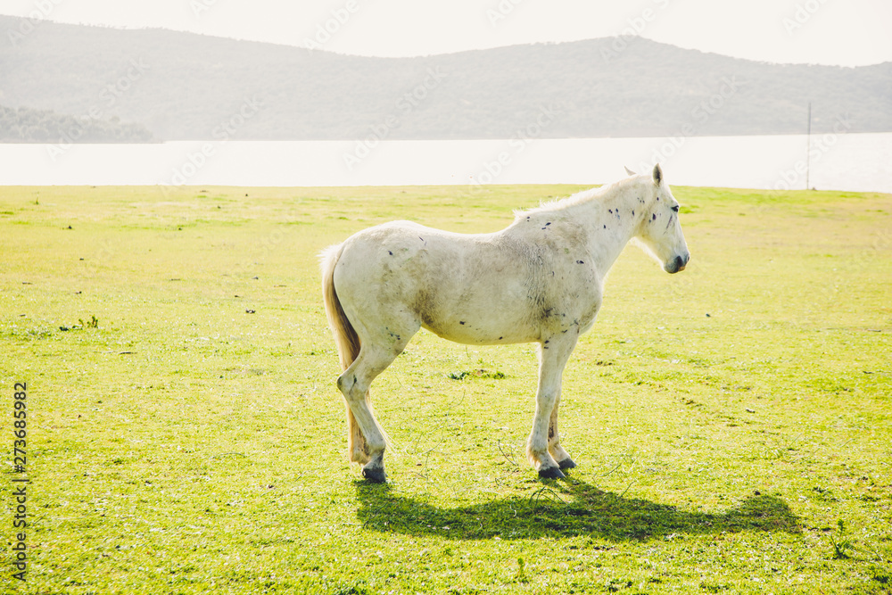 Obraz premium Beautiful Free Horses in the meadows