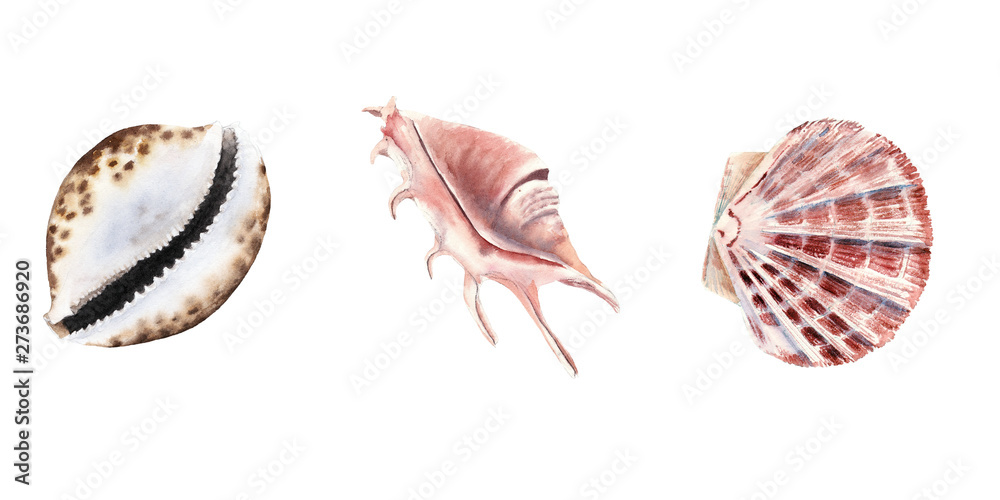 hand drawn watercolor set with shells isolated on white background
