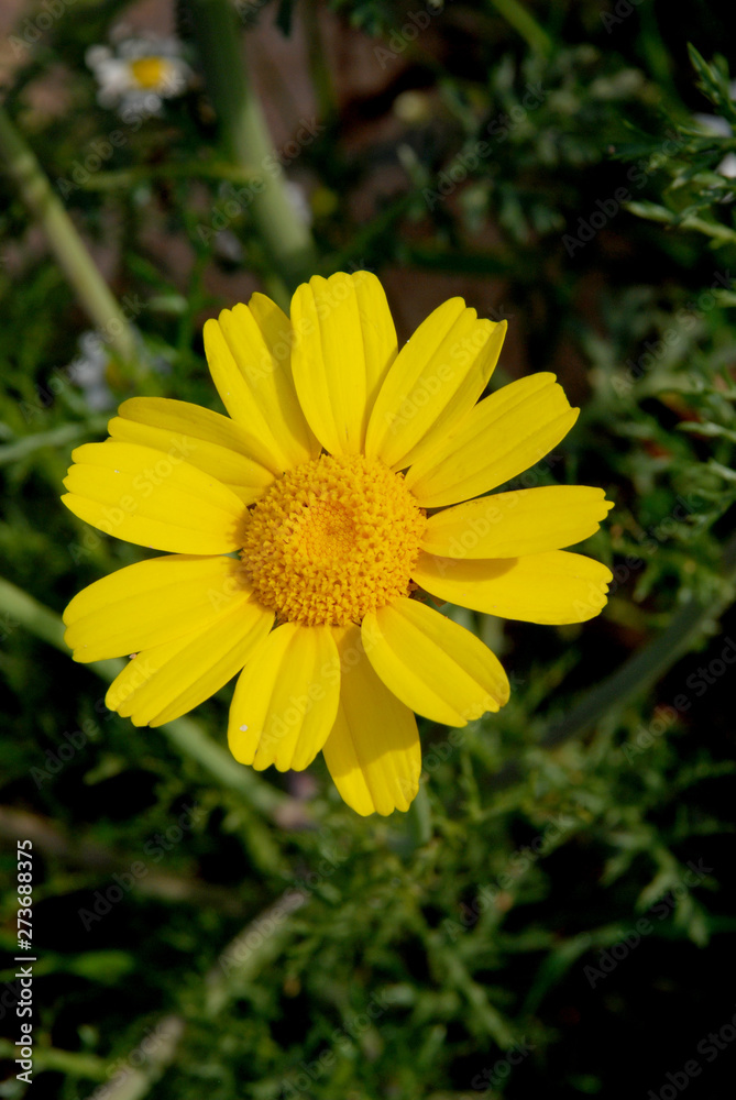 Spata Village, Greece / Flowers in the countryside Spata Village, Greece / Flowers in the countryside