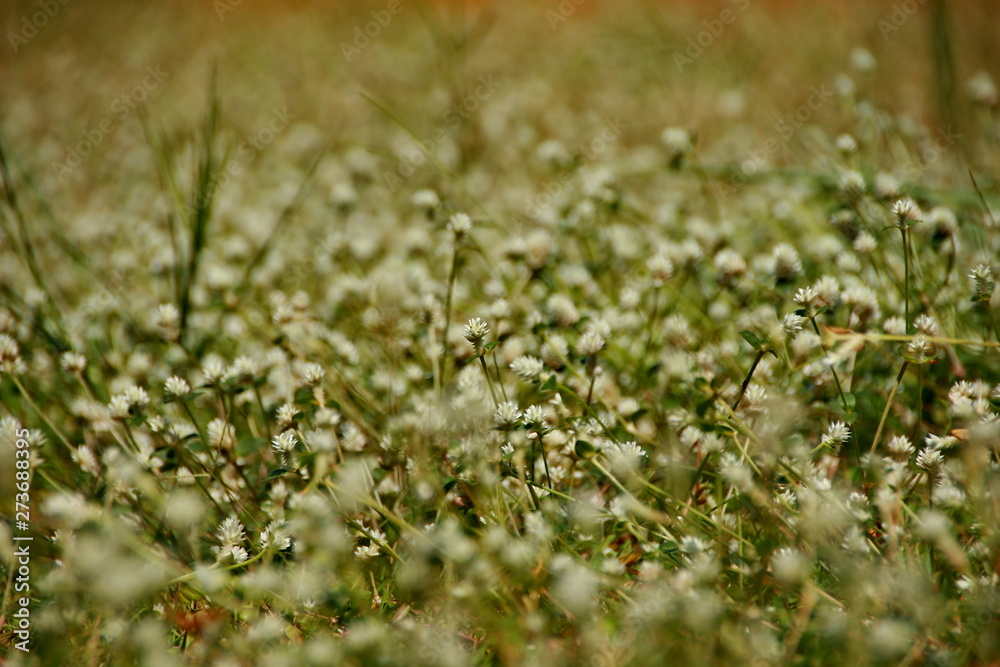 white clover flowers on the mountain slopes, with bokeh backgrounds and foreground, photographed during the hot day white clover flowers on the mountain slopes, with bokeh backgrounds and foreground, photographed during the hot day