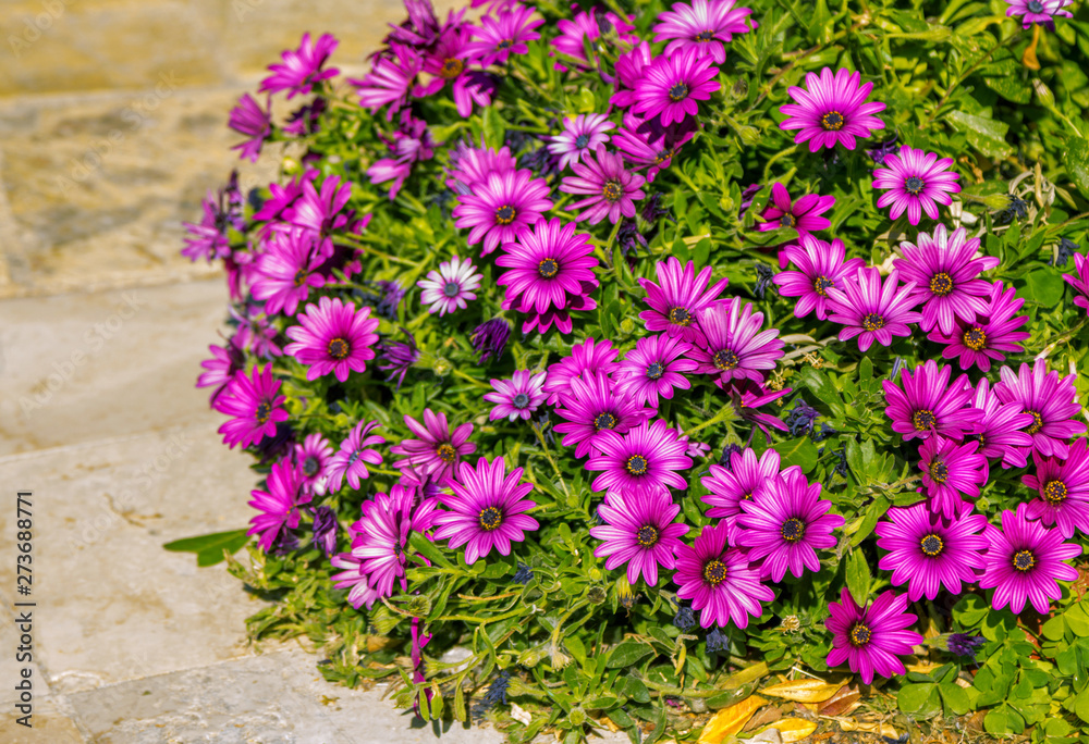 Fototapeta premium Beautiful purple fresh African daisy (Osteospermum) flowers growing in garden. Blooming summer nature.