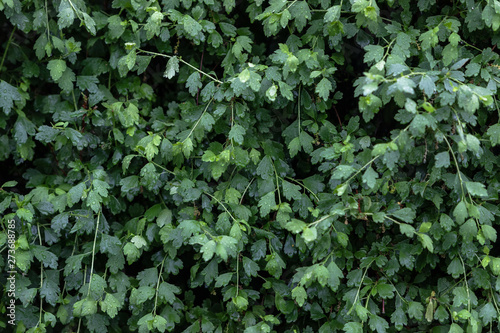 A bush with bright lush green foliage in the rain with large drops of water.