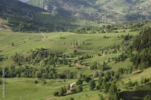 herd of sheep in green meadow. artvin/turkey