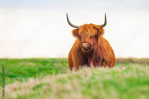 Highland cattle, Scottish cattle breed Bos taurus with big long horns