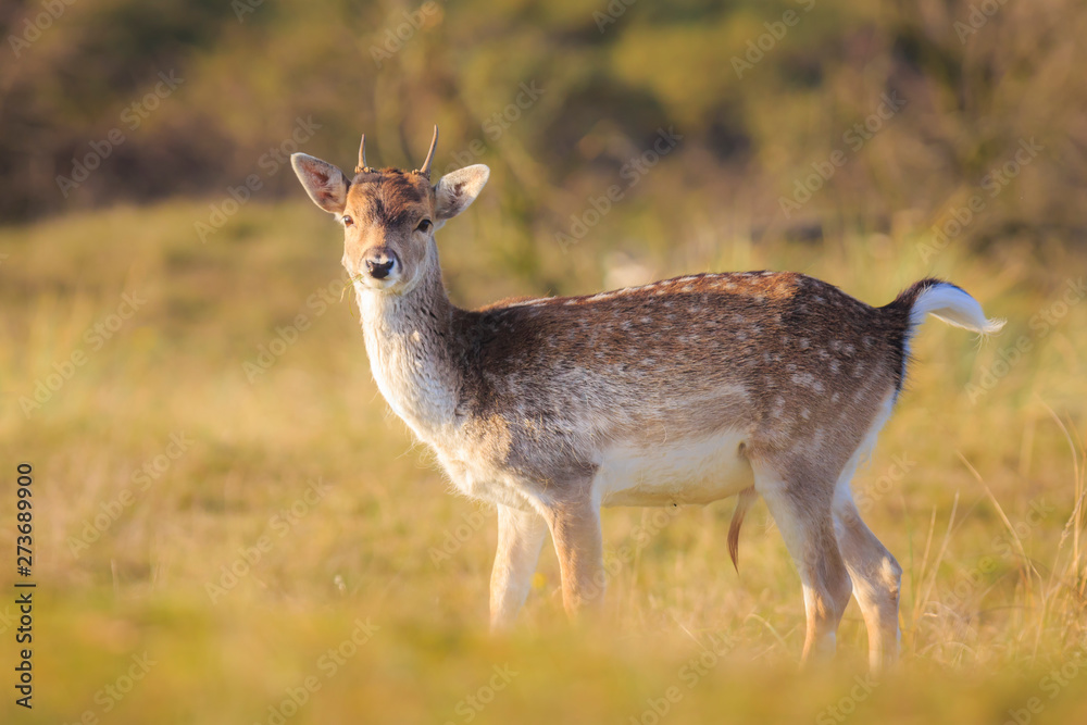 Fototapeta premium Fallow deer Dama Dama doe, hind or fawn in Autumn