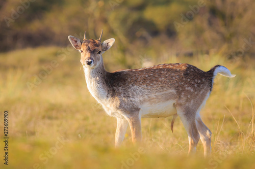 Fallow deer Dama Dama doe  hind or fawn in Autumn