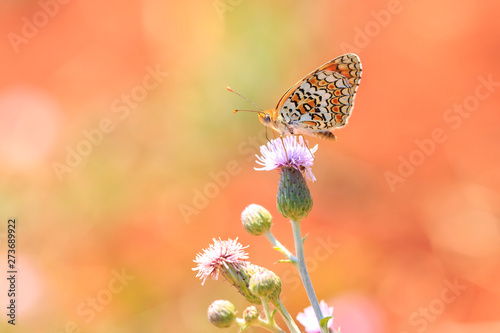 knapweed fritillary, Melitaea phoebe, butterfly resting and pollinating