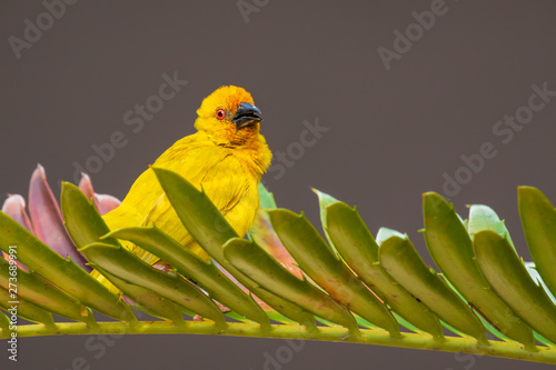 African Eastern Golden Weaver bird Ploceus subaureus male perched on a palm leaf. photo