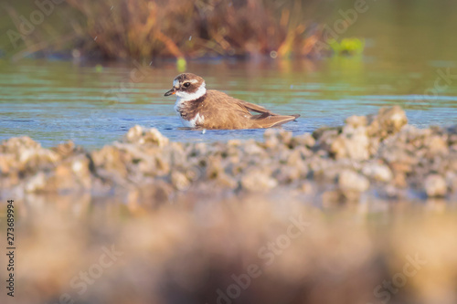 Common Ringed Plover Charadrius hiaticula waterfowl bird preening and cleaning in between rocks on wetlands