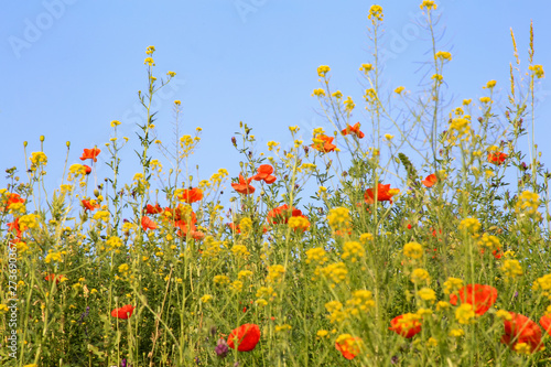 Poppies field in summer with wildflowers and sky