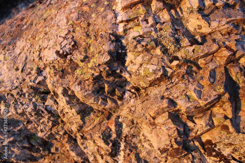 texture of bark of tree