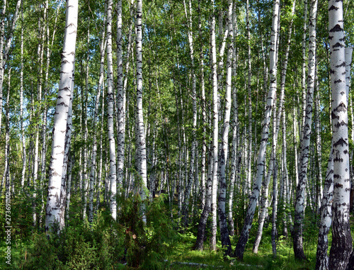 wild birch trees forest landscape on a Sunny summer day