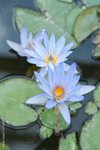 Water lily -             