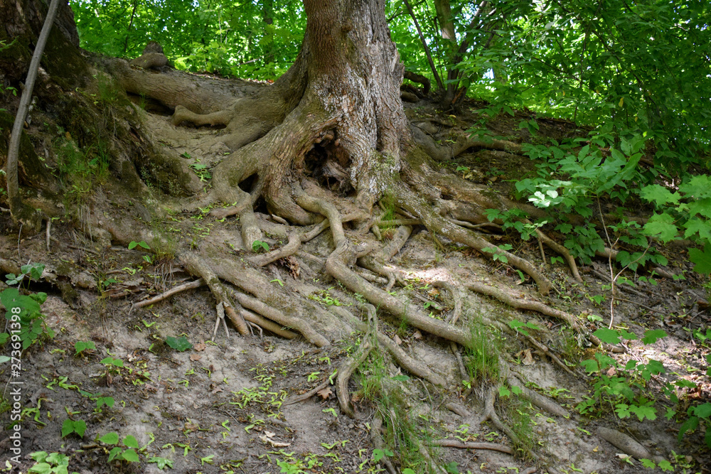 tree in forest tree in forest