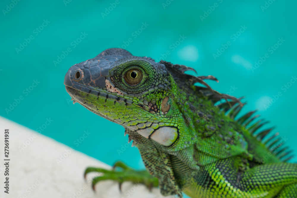 Large green Lizard in a pool Iguana Large green Lizard in a pool Iguana