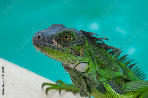 Large green Lizard in a pool Iguana