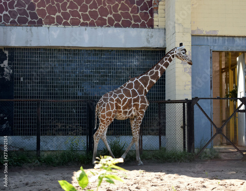Canvas Print giraffe in zoo
