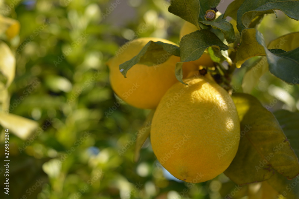 lemons on the tree in the sun light with green background
