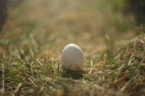 White egg stands on dry grass