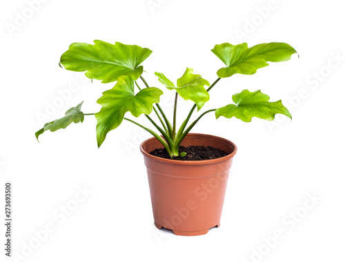 Young plant of Philodendron in a flower pot isolated on white background