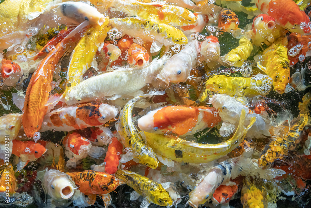 Colorful koi fish in a beautiful pool,Details of the fish in the pond,fancy carp pink and white with orange, the movement is always water, blurred, fancy carp,swimming underwater.shallow focus effect.