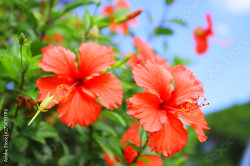 ハワイ　オアフ島の代表的な花　赤いハイビスカス