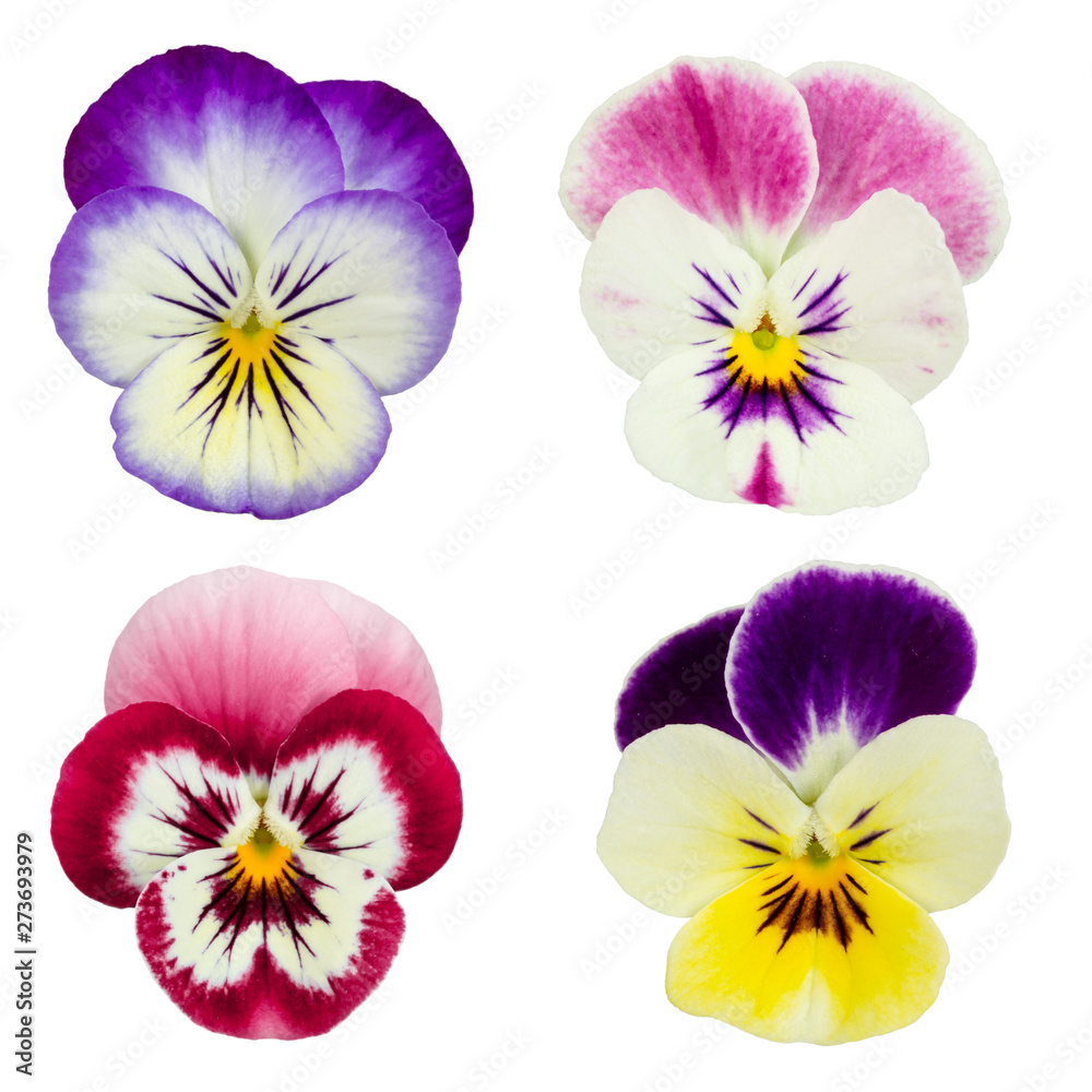 Set of pansies isolated on white background. Set of pansies isolated on white background.