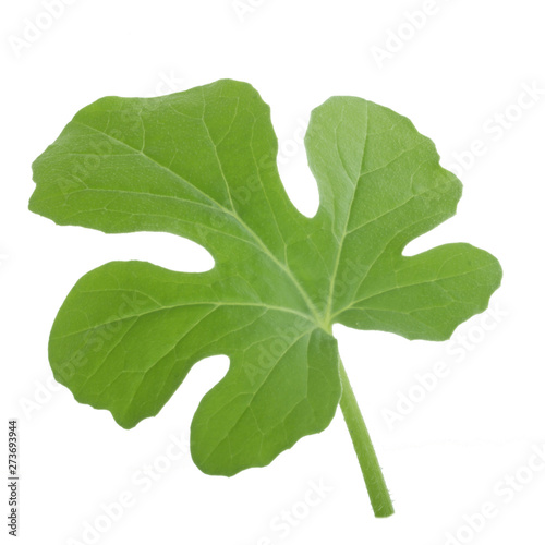 fresh green leaf of watermelon isolated on white background