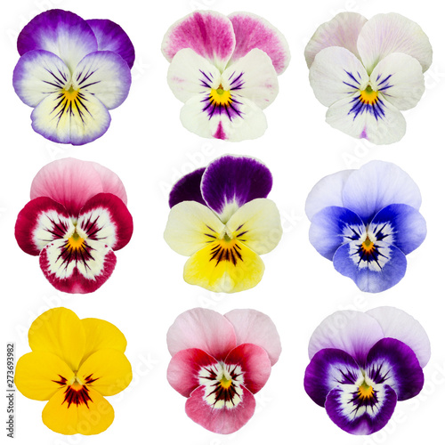 Set of pansies isolated on white background.