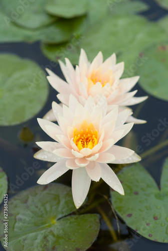 The real face of water lilies -                      
