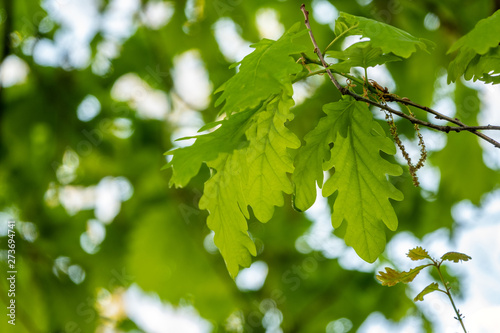 Oak branches with green leaves against a white background.