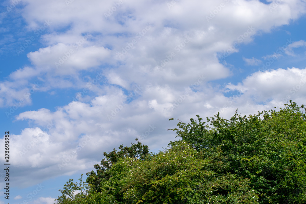 trees and blue sky