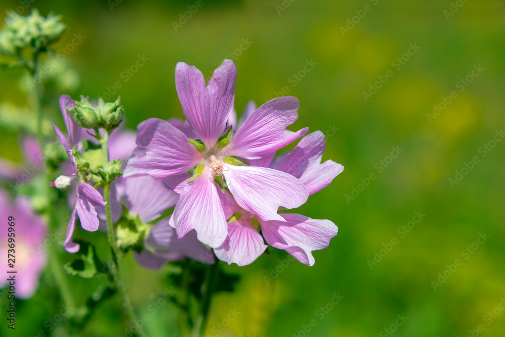  Beautiful bright pink flowers on a sunny summer day on a blurred natural background.