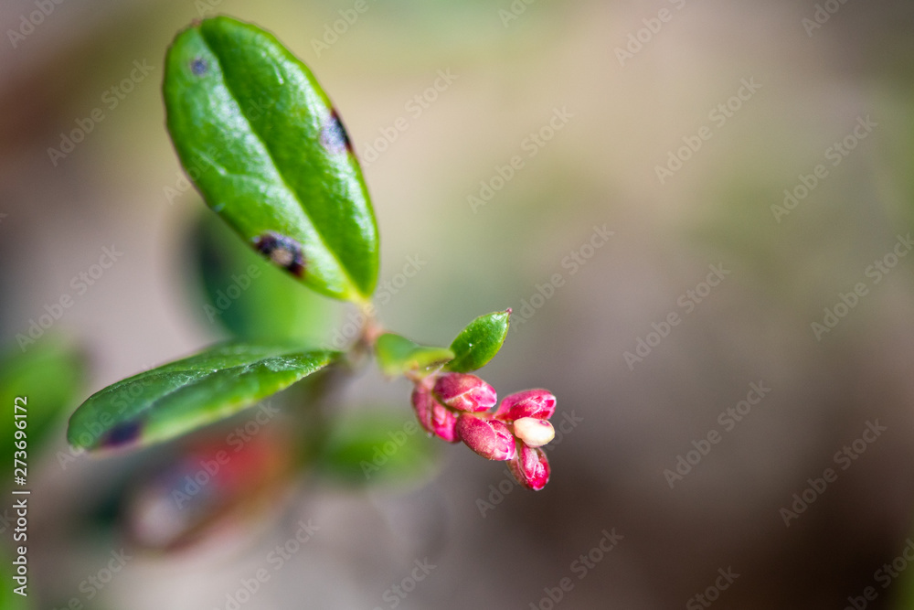 flowering young cranberries in the forest flowering young cranberries in the forest