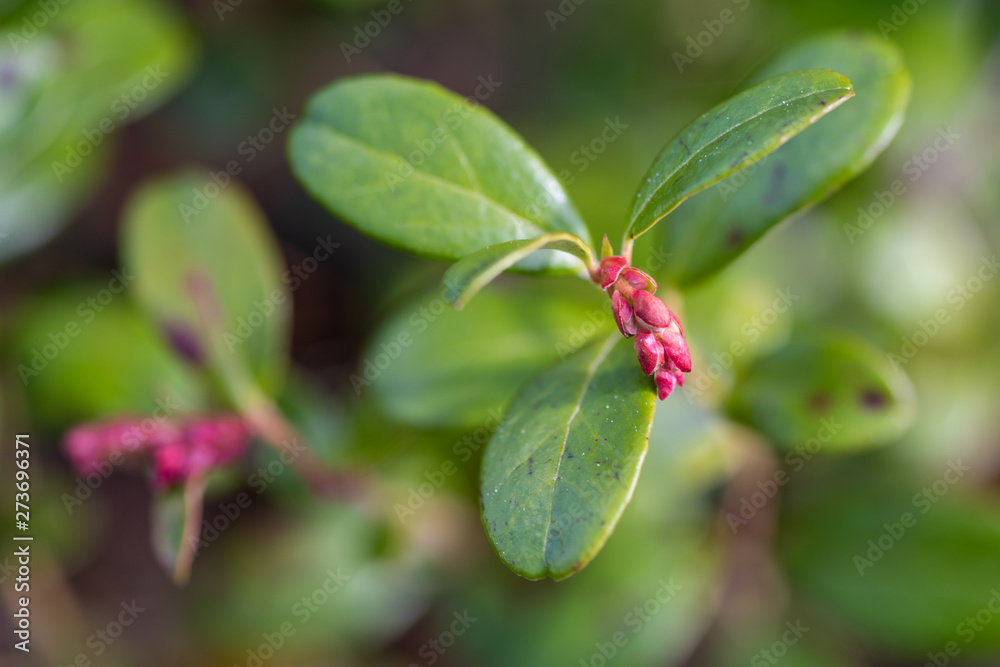 flowering young cranberries in the forest flowering young cranberries in the forest