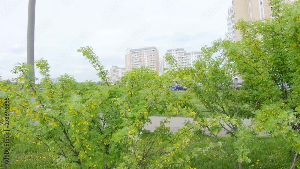 Acacia yellow shrub Acacia yellow shrub