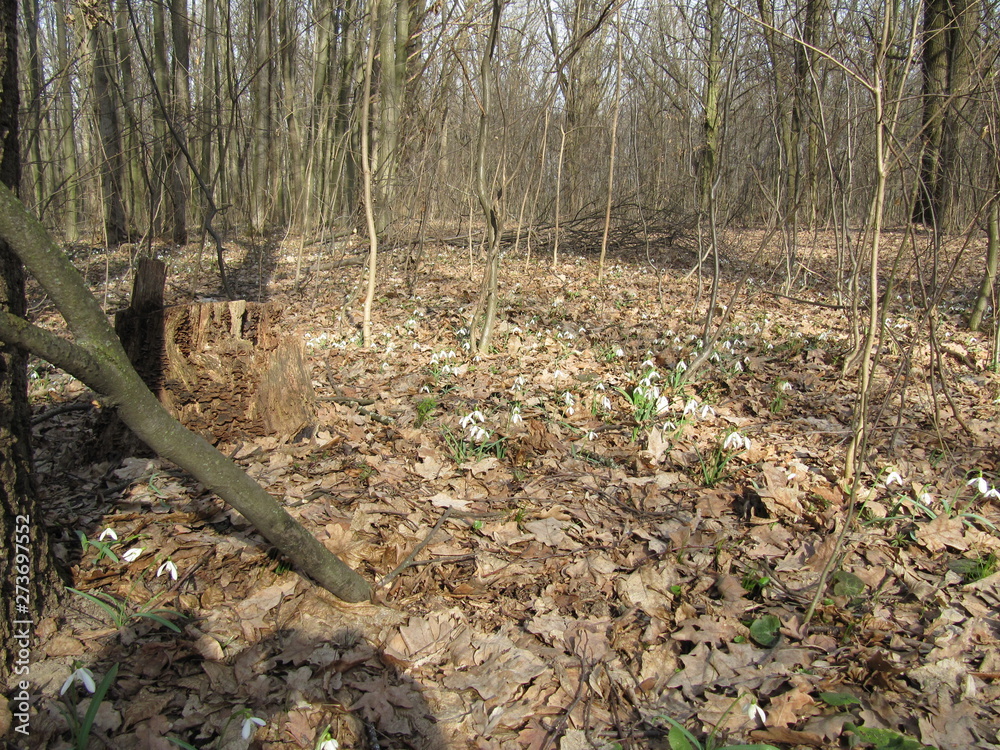 Fototapeta premium a lot of snowdrop