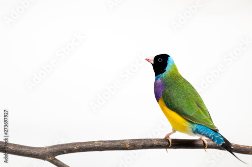 Gouldian finch Bird