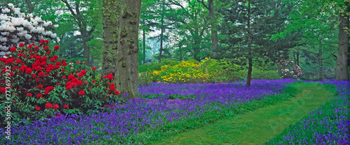 Woodland garden in Spring with bluebells, Rhododendrond, Azaleas giving a colourful display photo