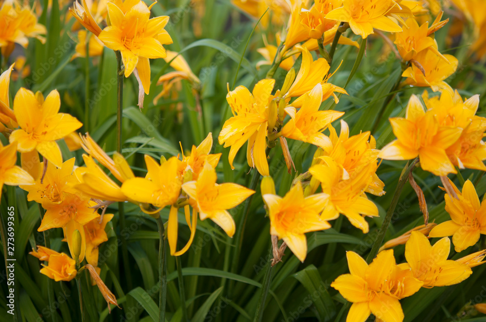Branch of flower Hemerocallis lilioasphodelus (also called Lemon Lily, Yellow Daylily, Hemerocallis flava).