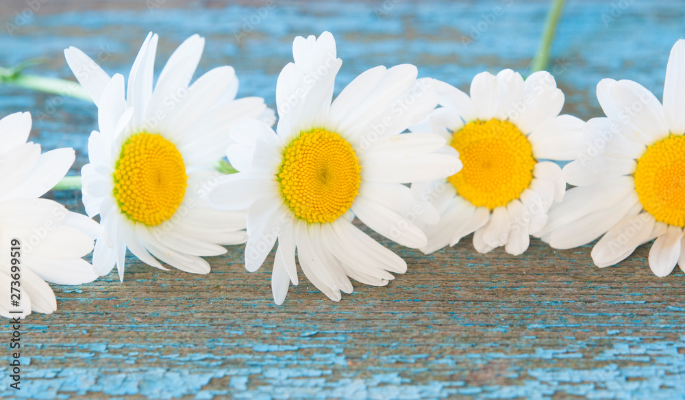 Obraz premium Chamomile flowers on wooden background with copy space